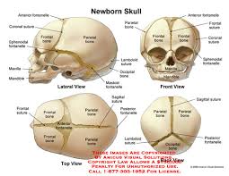 skull-anatomy